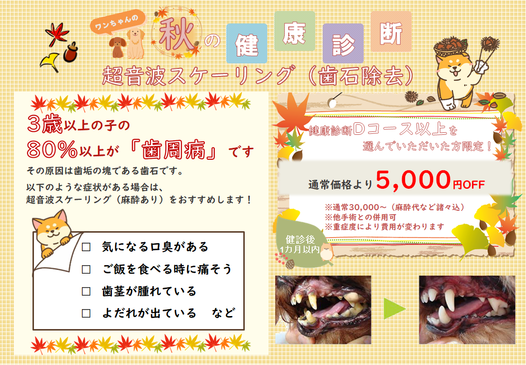 犬健診オプション】超音波スケーリング🦷 - つばさ動物病院 大田区